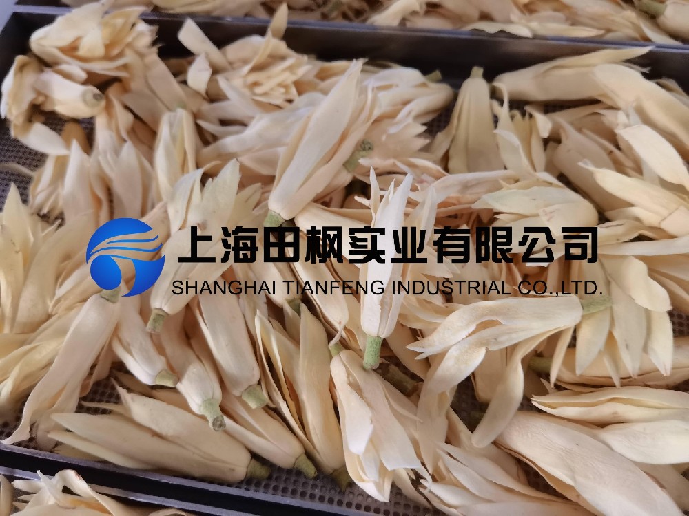 白玉蘭凍干，鮮花凍干機應用于白玉蘭真空冷凍干燥